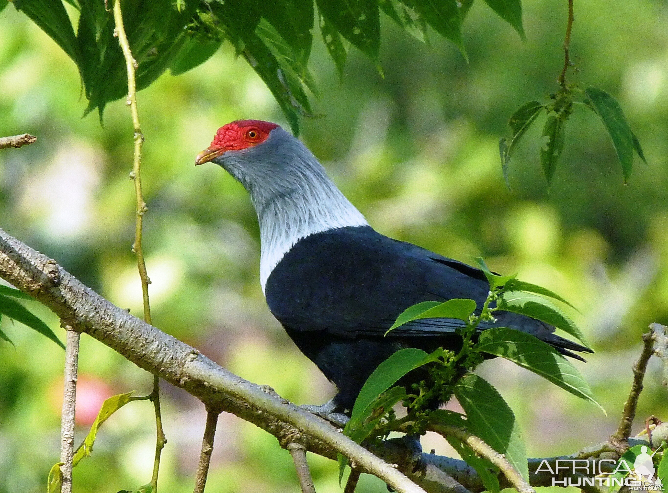 Seychelles Blue Pigeon