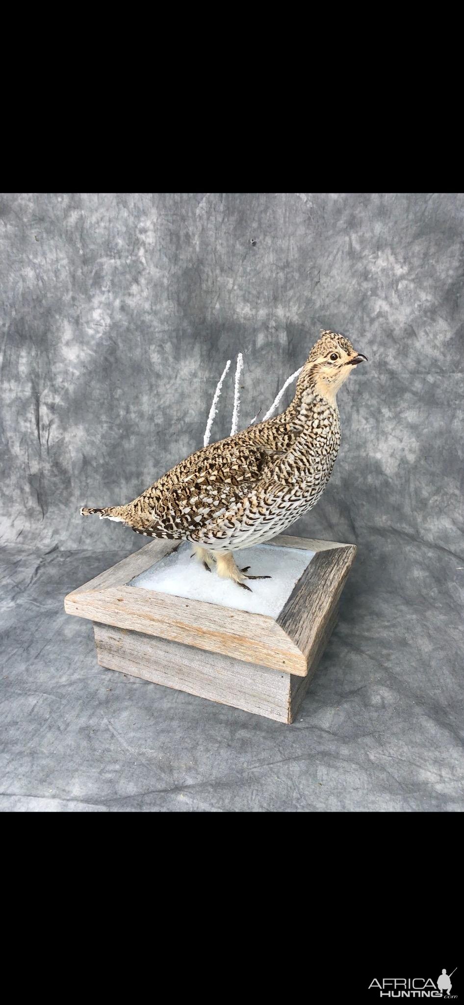 Sharp-tailed Grouse Full Mount Taxidermy
