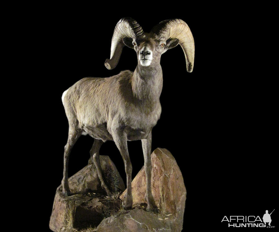 Sheep Full Mount Taxidermy