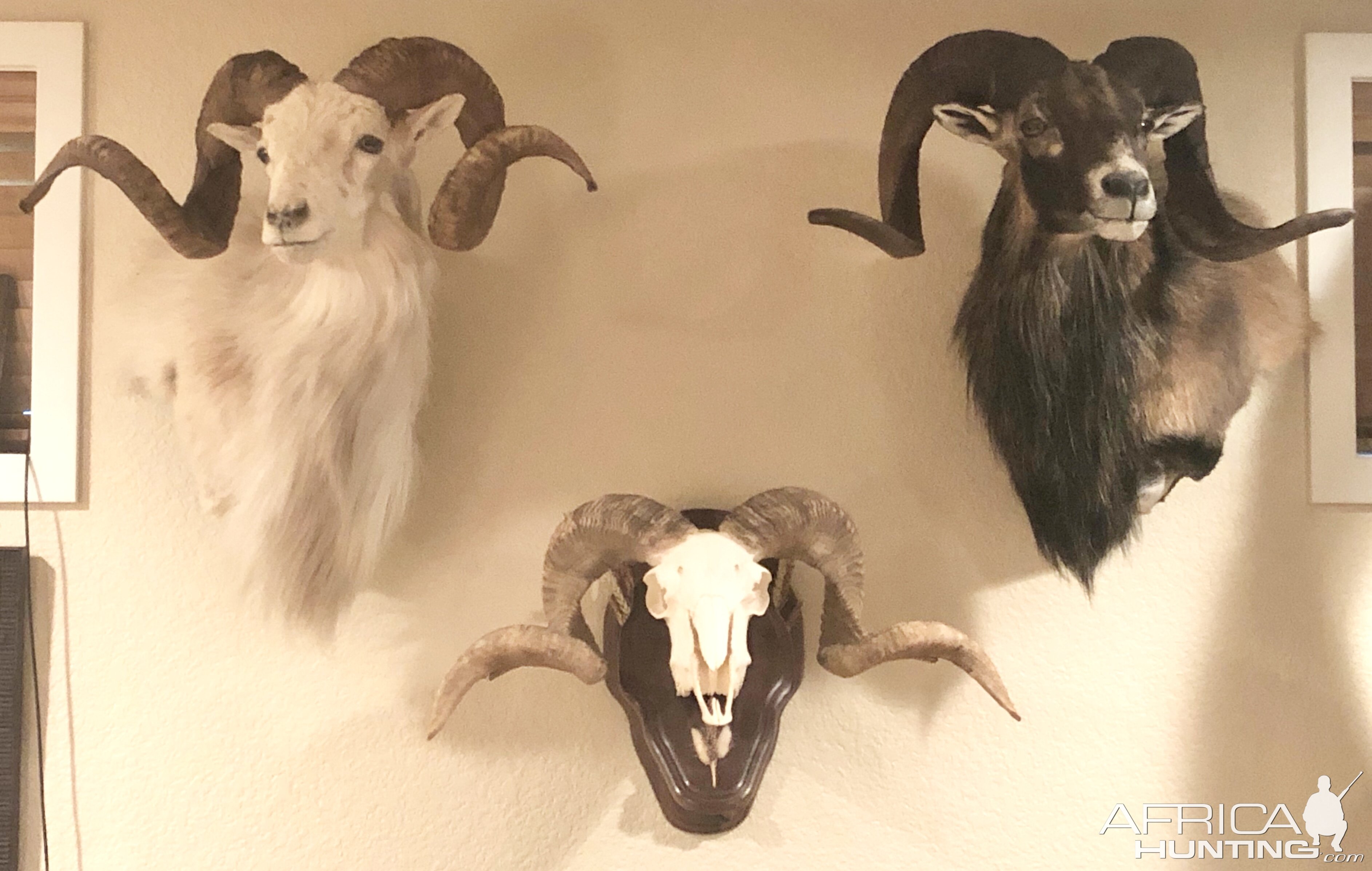 Sheep Shoulder Mounts Taxidermy