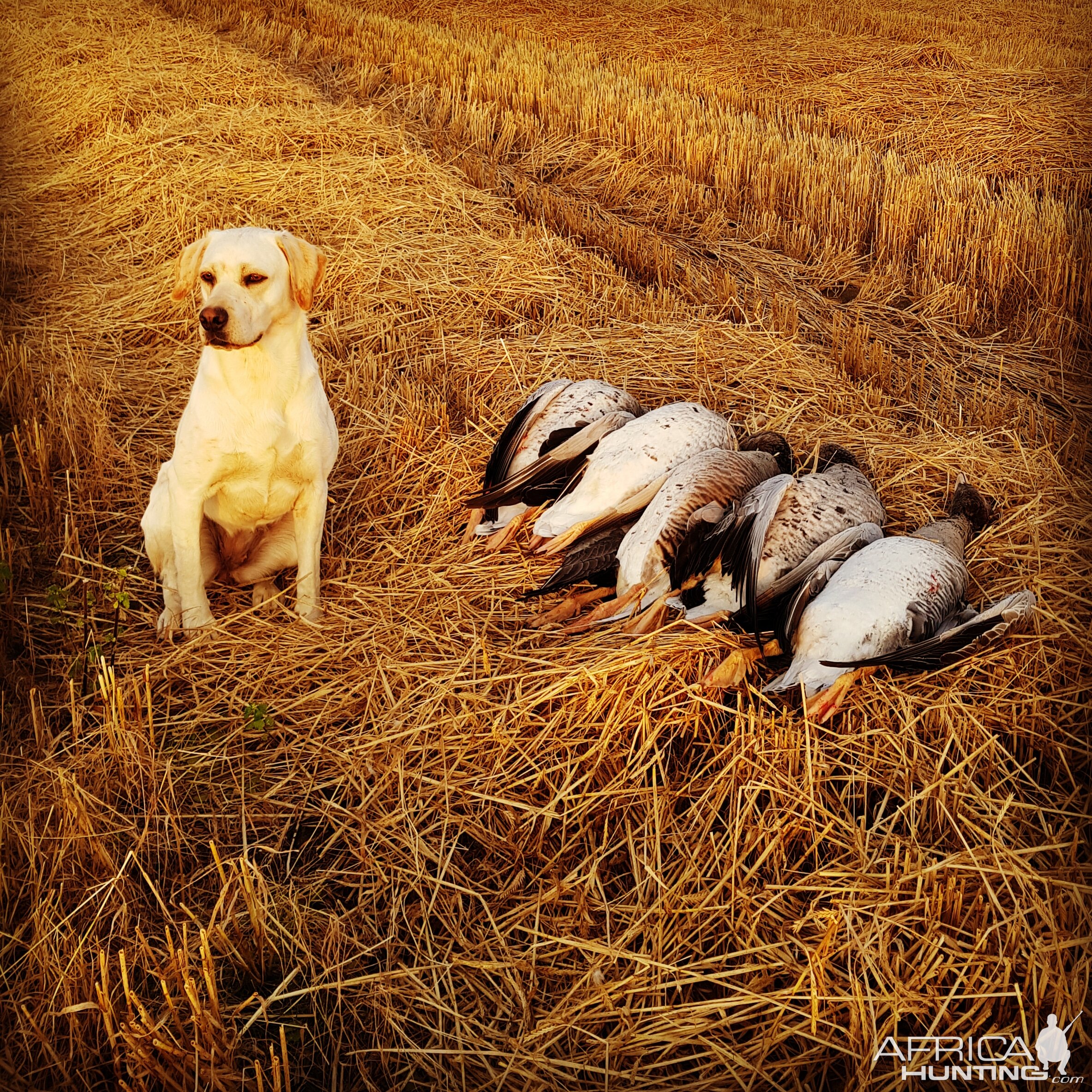 Shetland Hunt Duck