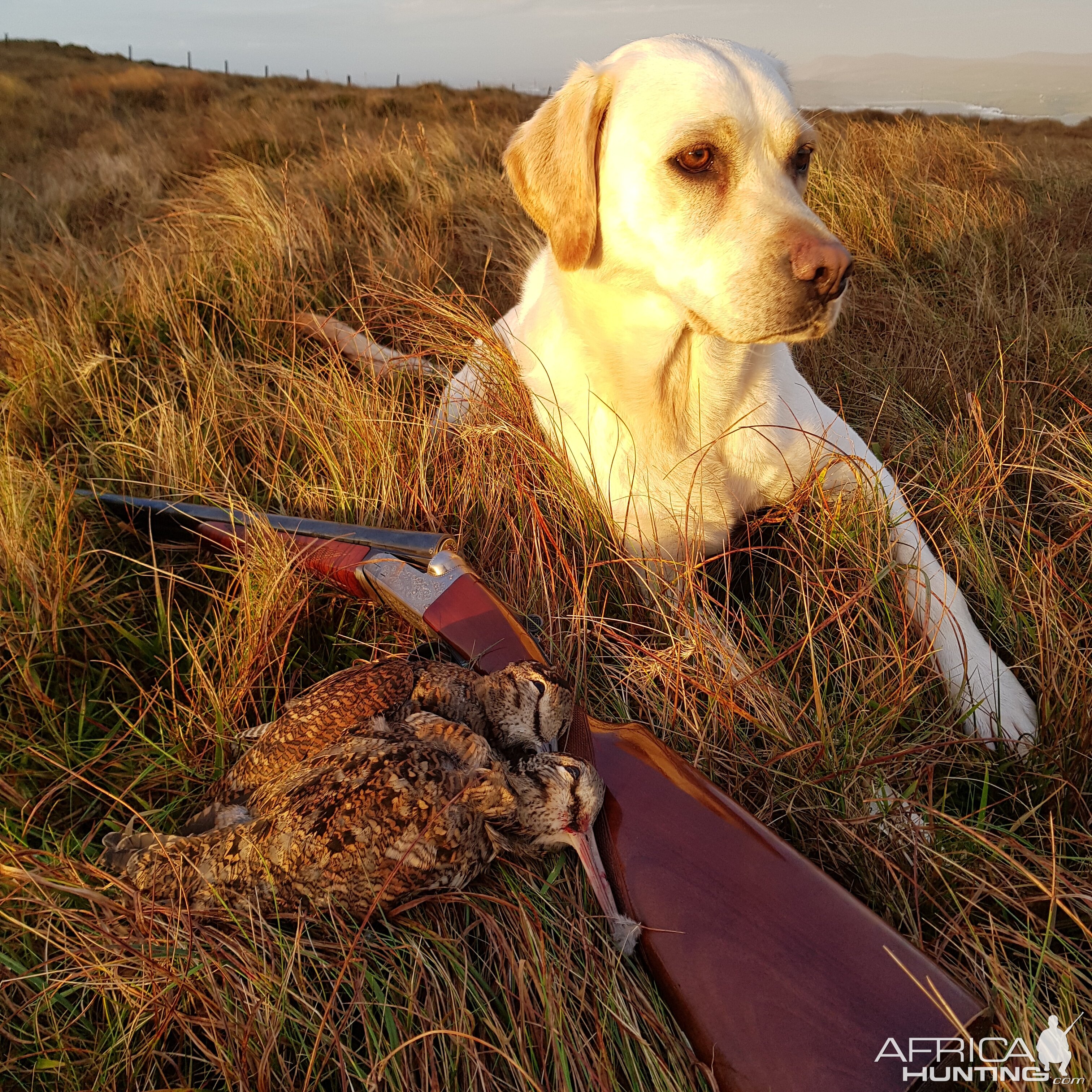 Shetland Hunt Woodcock