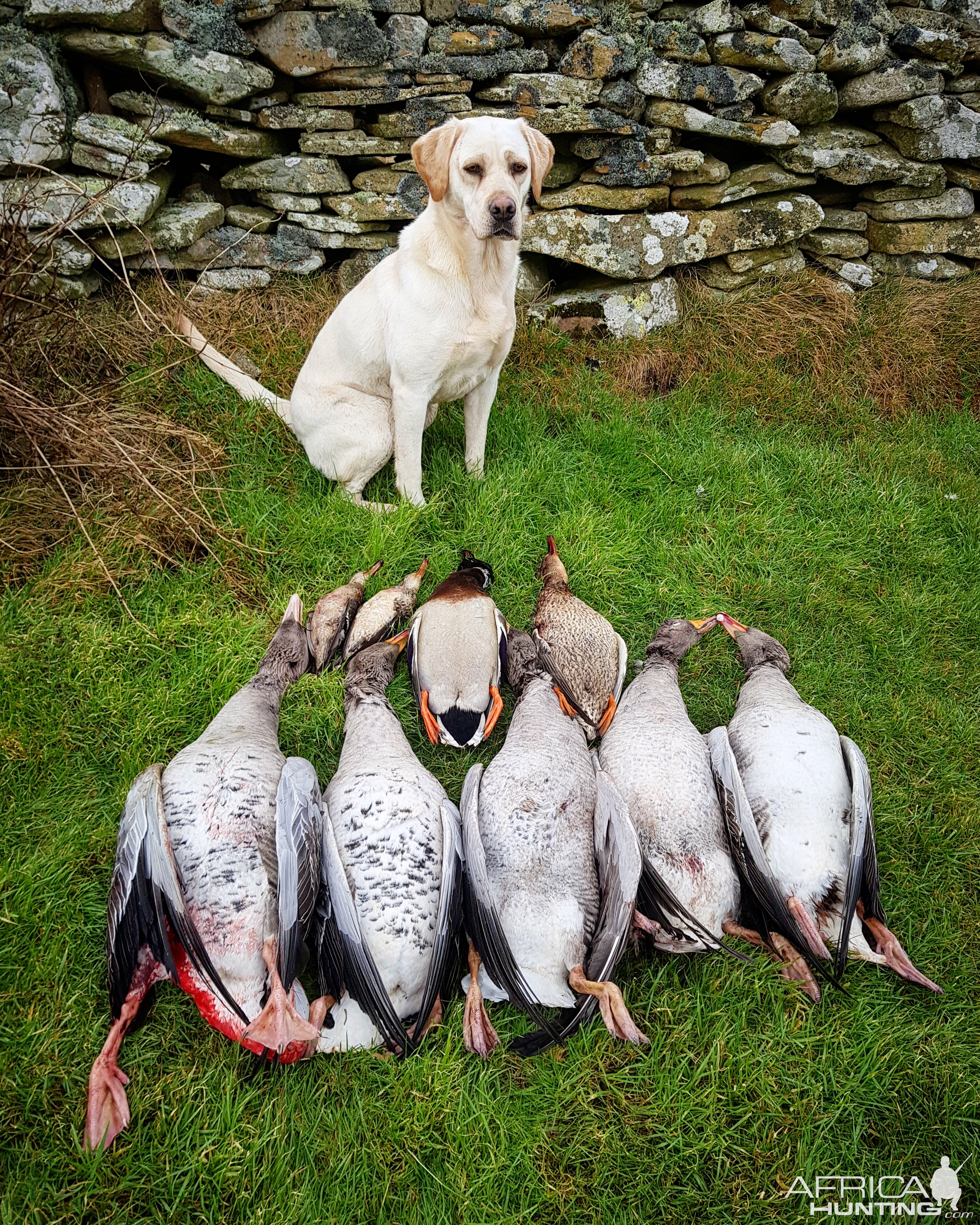 Shetland Hunting Duck & Geese