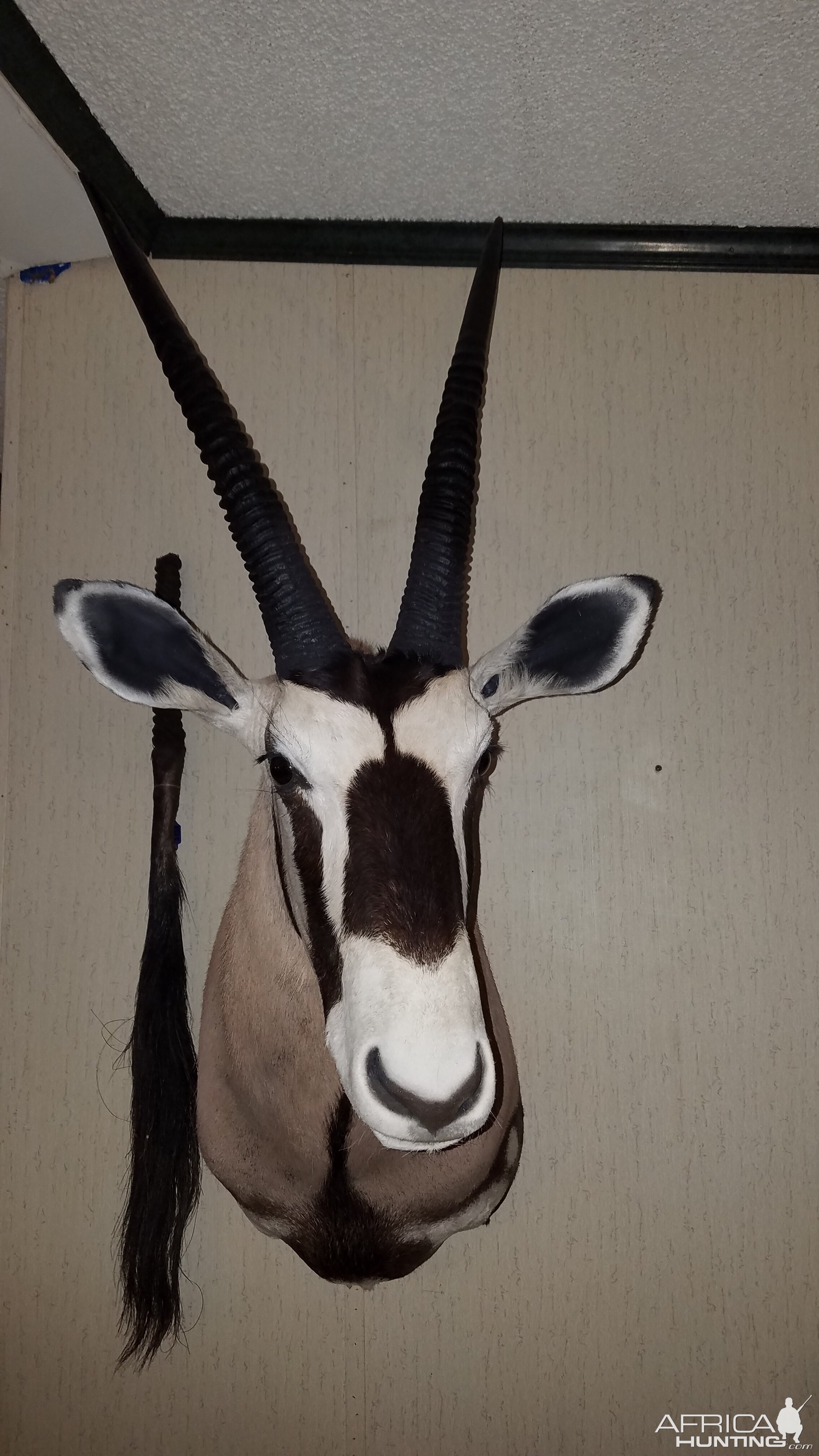 Shoulder Mount Taxidermy Gemsbok