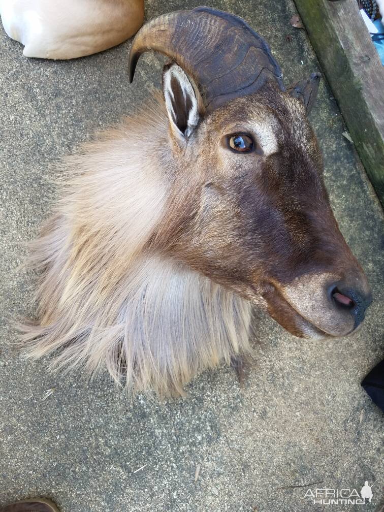 Shoulder Mount Taxidermy New Zealand Tahr