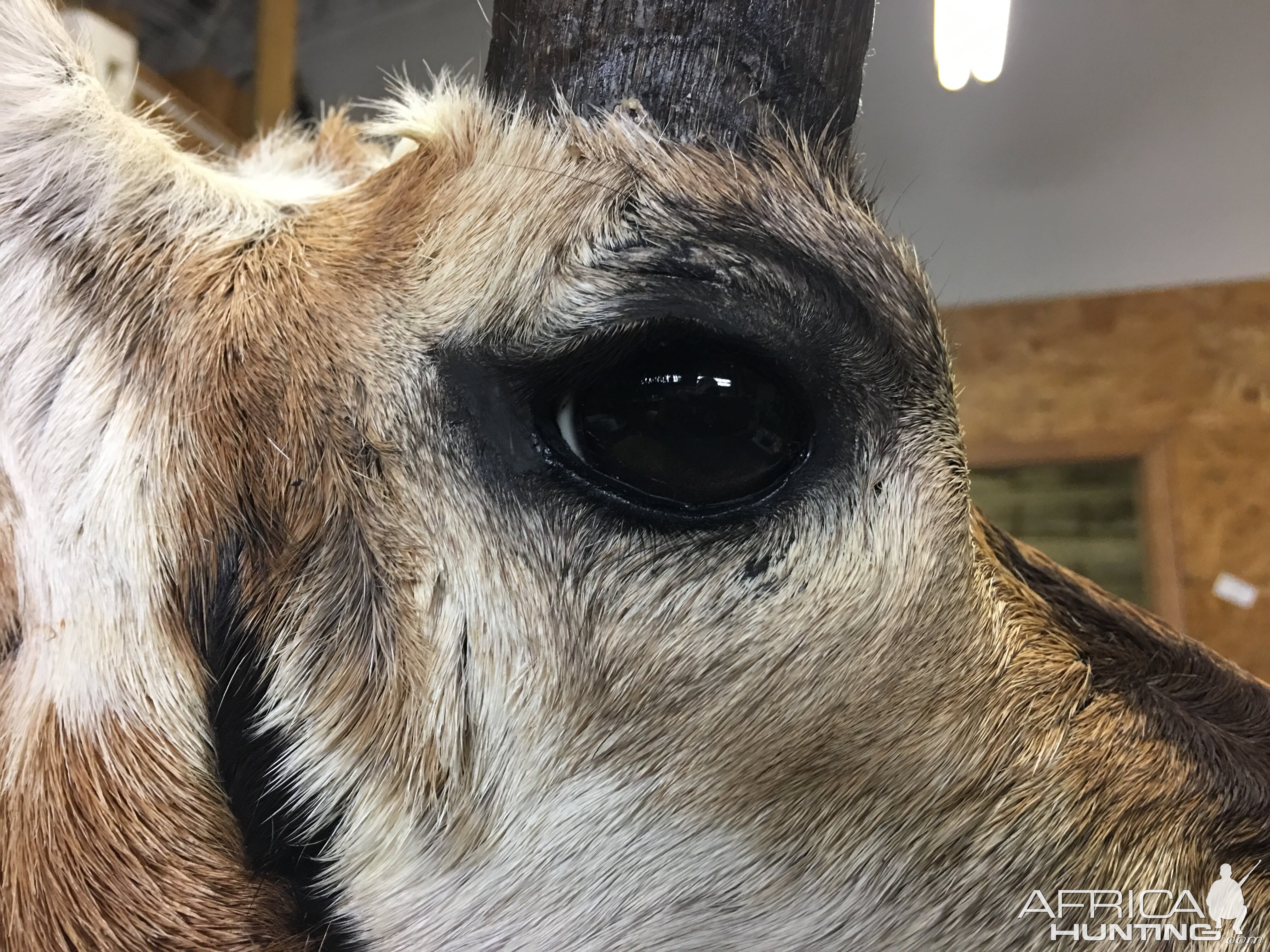 Shoulder Mount Taxidermy Pronghorn