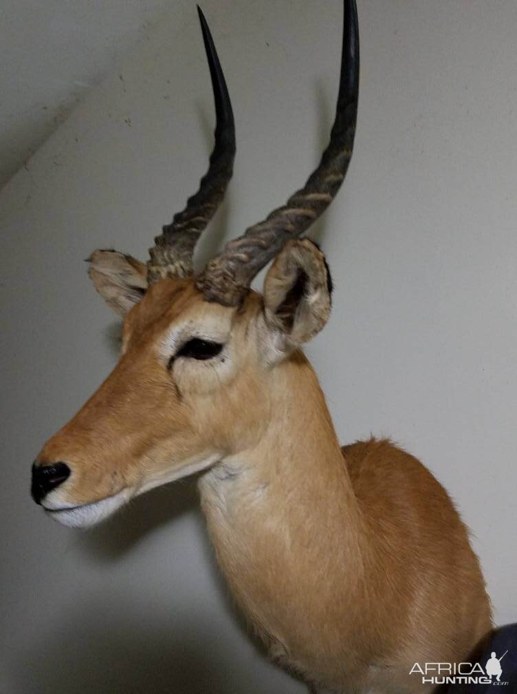 Shoulder Mount Taxidermy  Puku