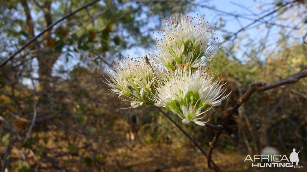 Shrubs Flowering