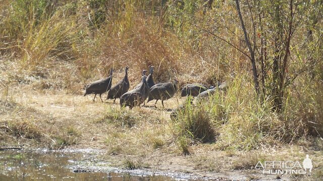 Sightseeing Zimbabwe Guinea Fowl