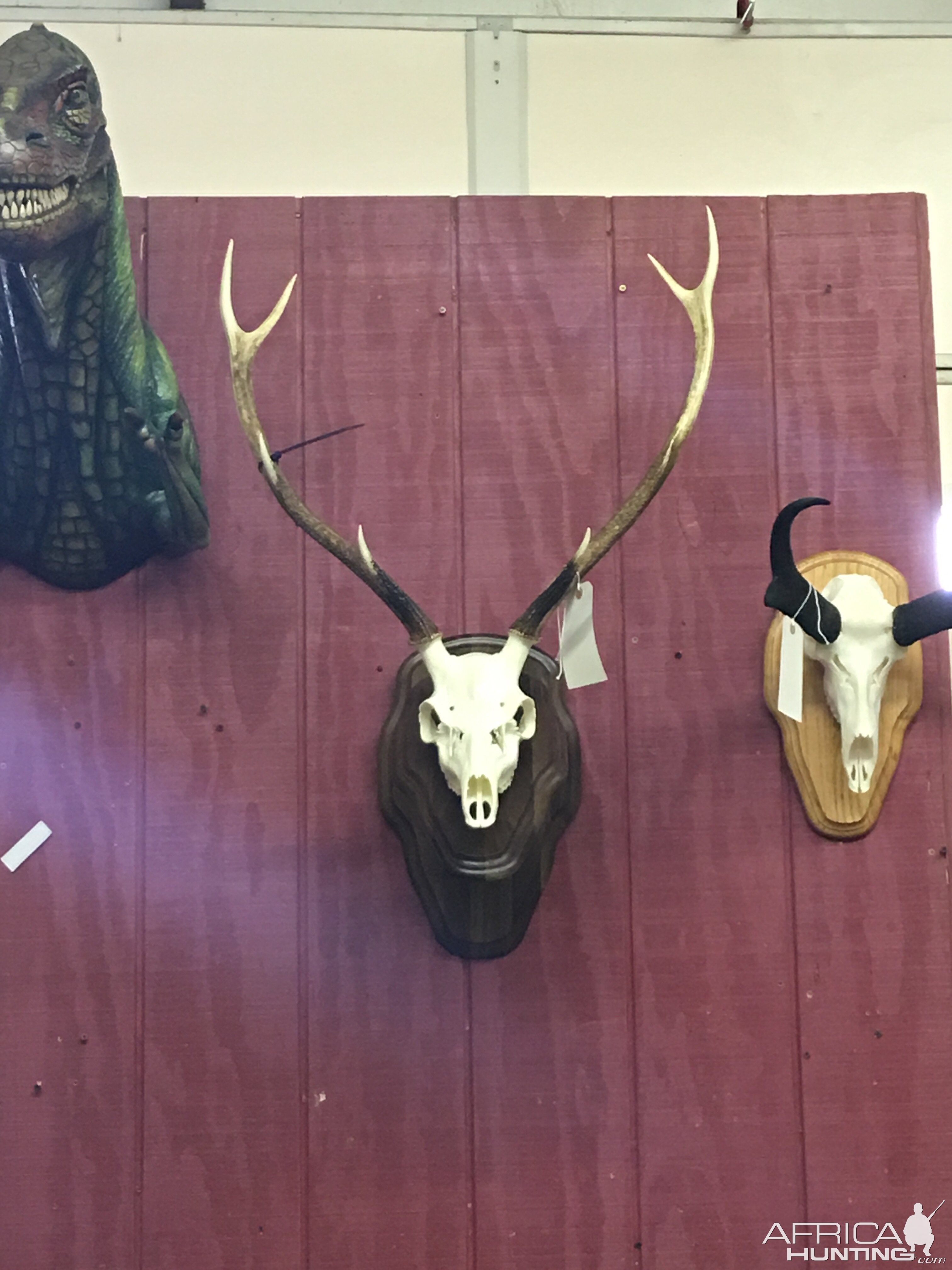 Sika Deer European Skull Mount Taxidermy