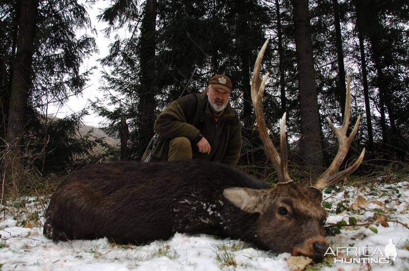 Sika Deer Hunt in France