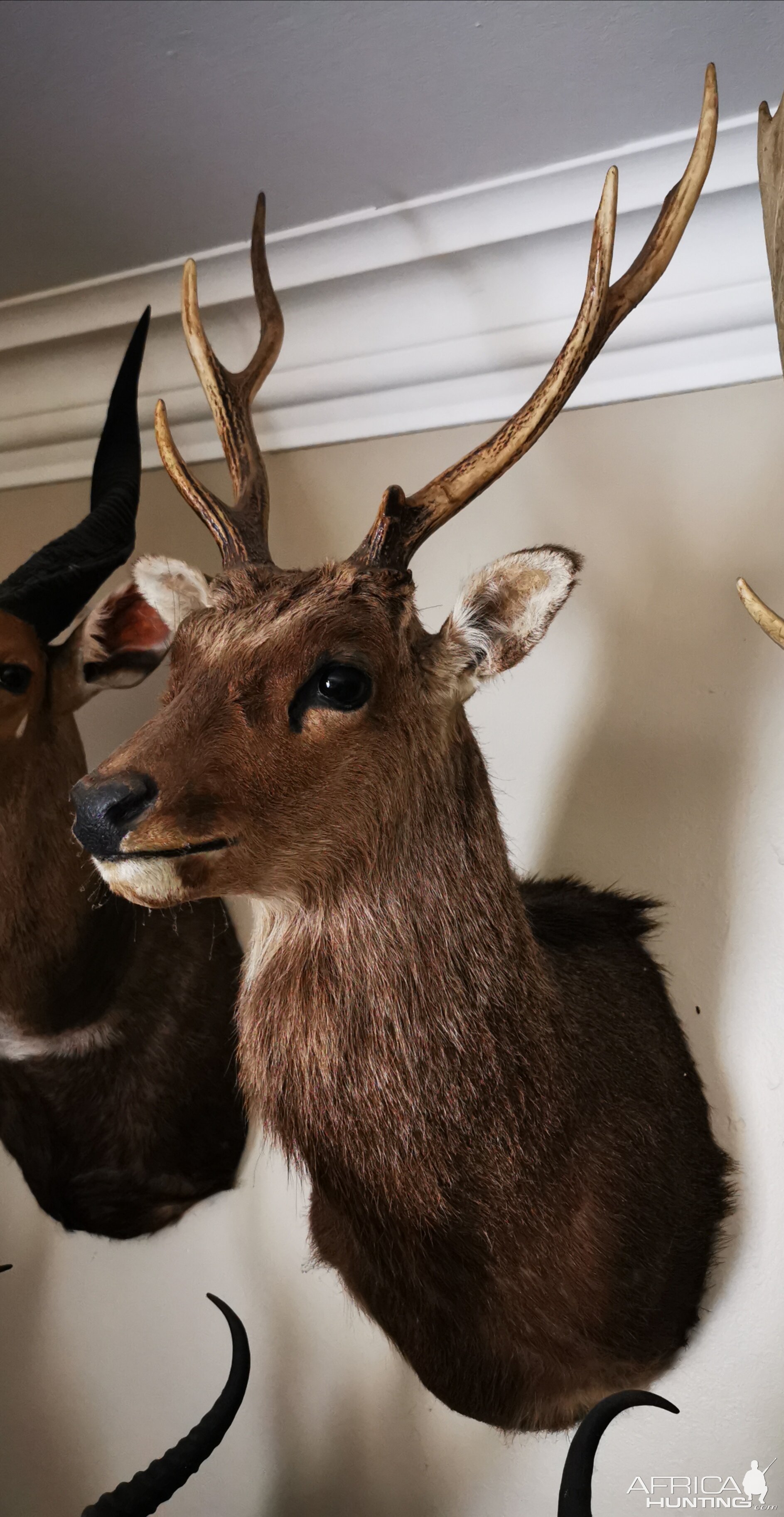 Sika Deer Shoulder Mount Taxidermy