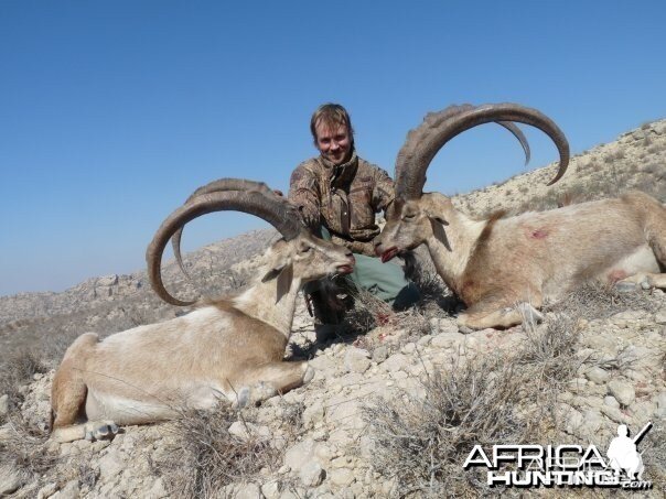 Sindh Ibex taken in Sindh with me by my friend Andrew