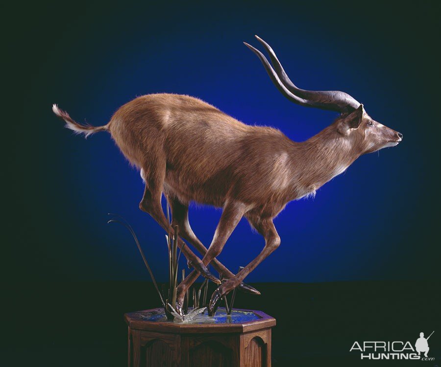 Sitatunga Full Mount Taxidermy