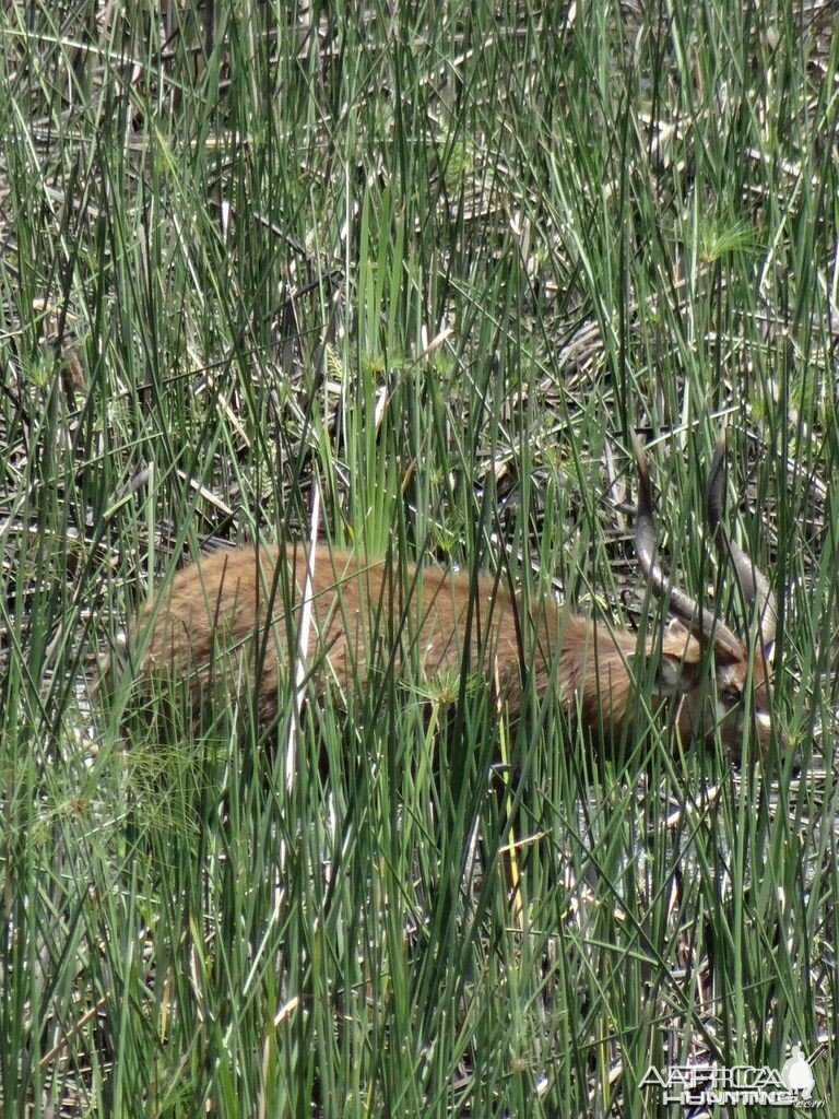 Sitatunga Uganda