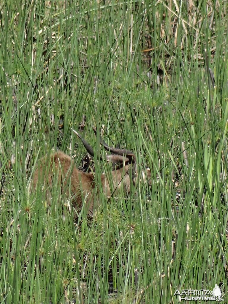 Sitatunga Uganda