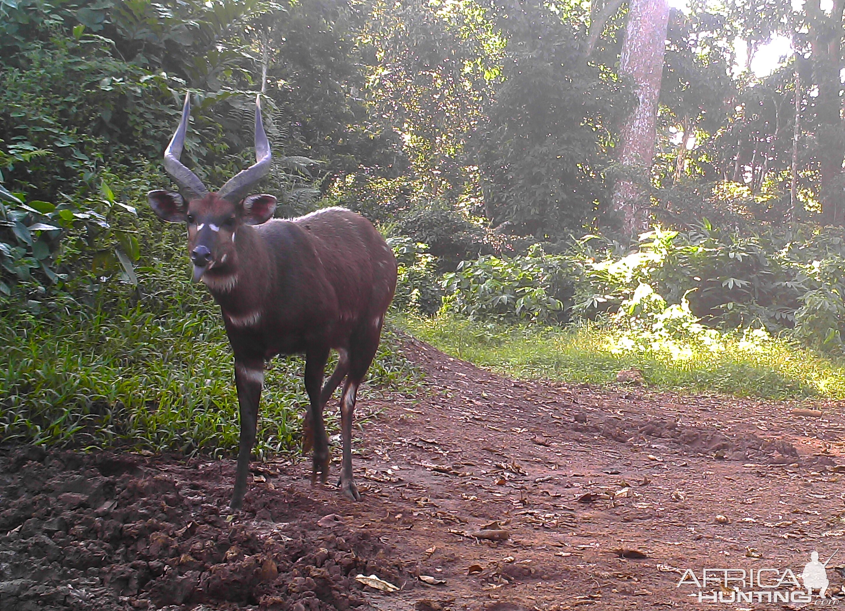 Sitatunga