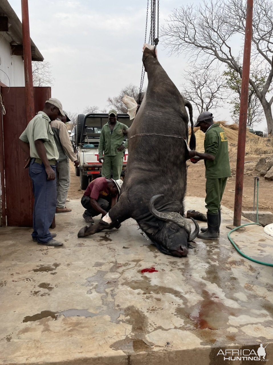 Skinning Buffalo Zimbabwe