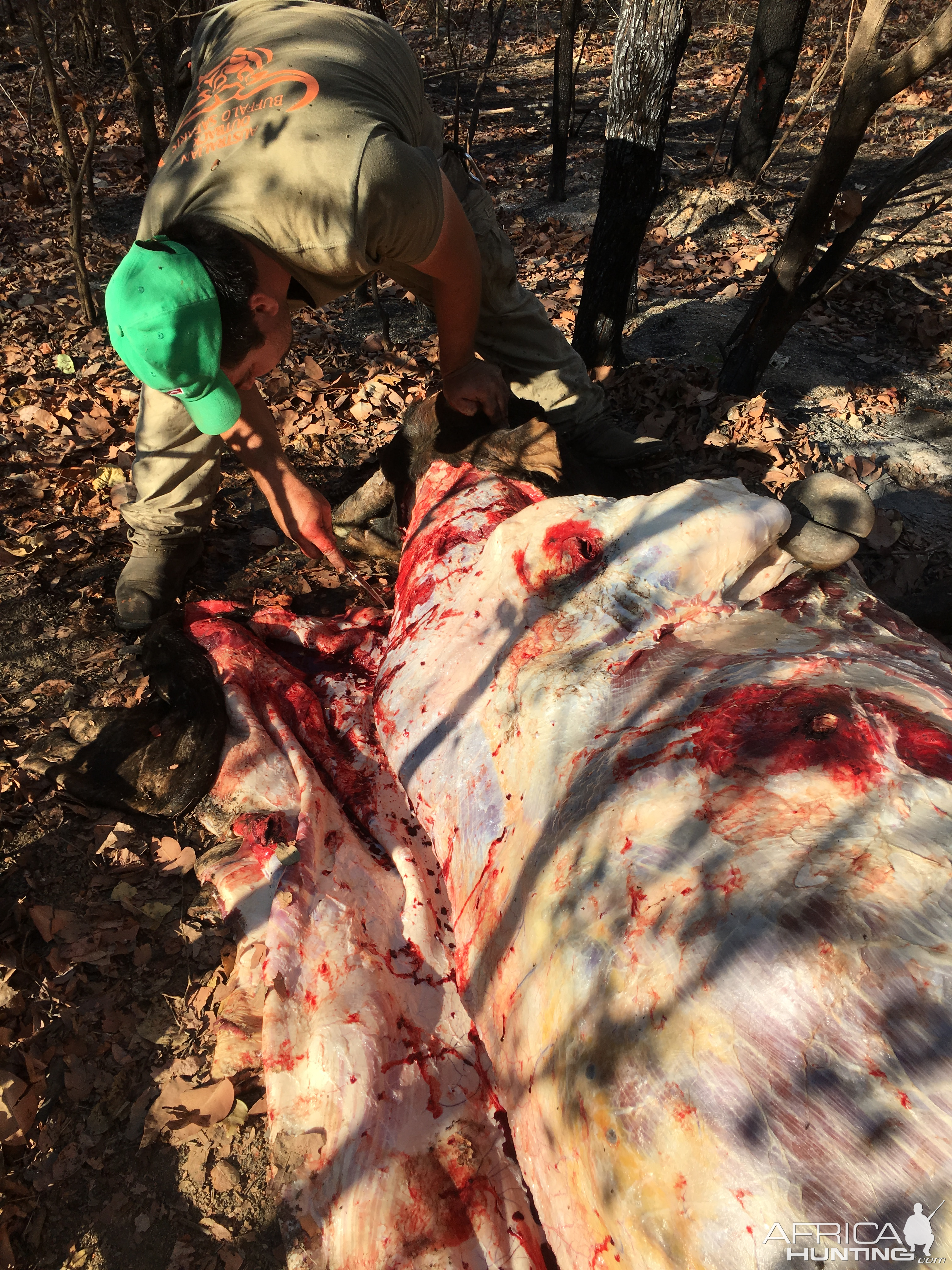 Skinning of Scrub Bull