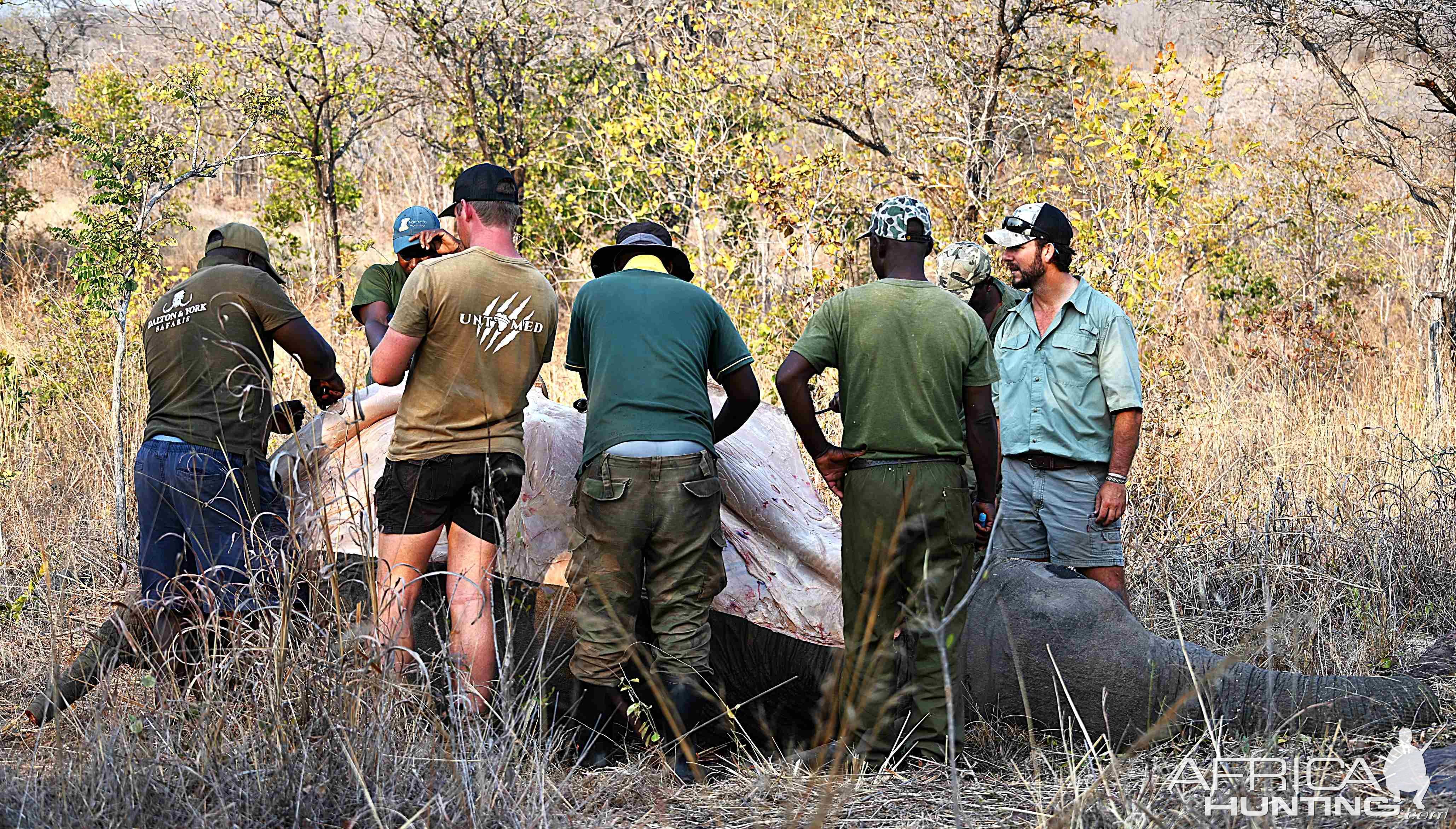 Skinning Tuskless Elephant Zimbabwe