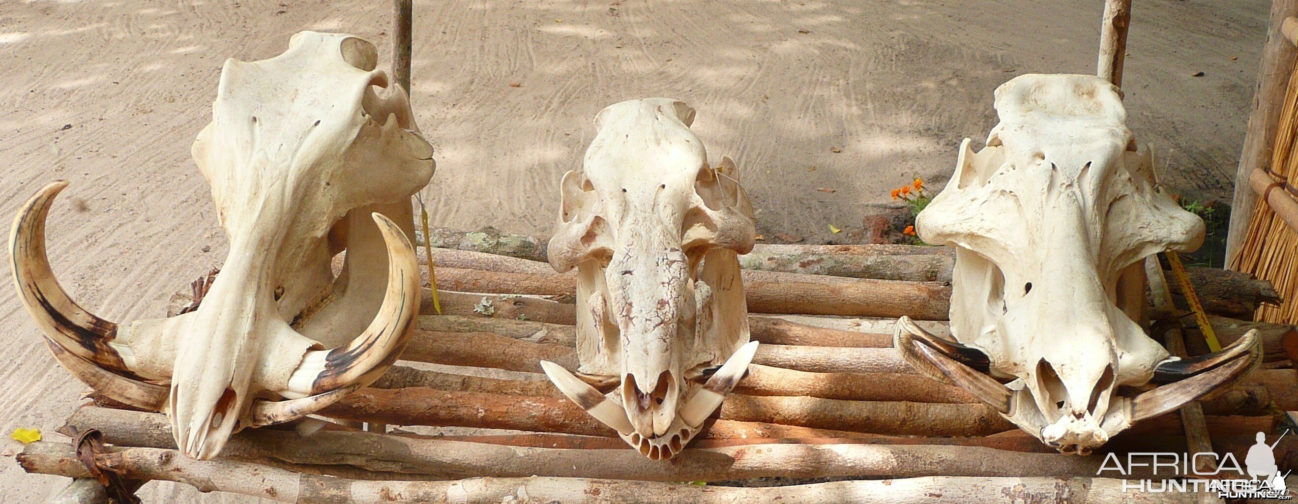 Skulls of Warthog, Red river hog and Giant forest hog