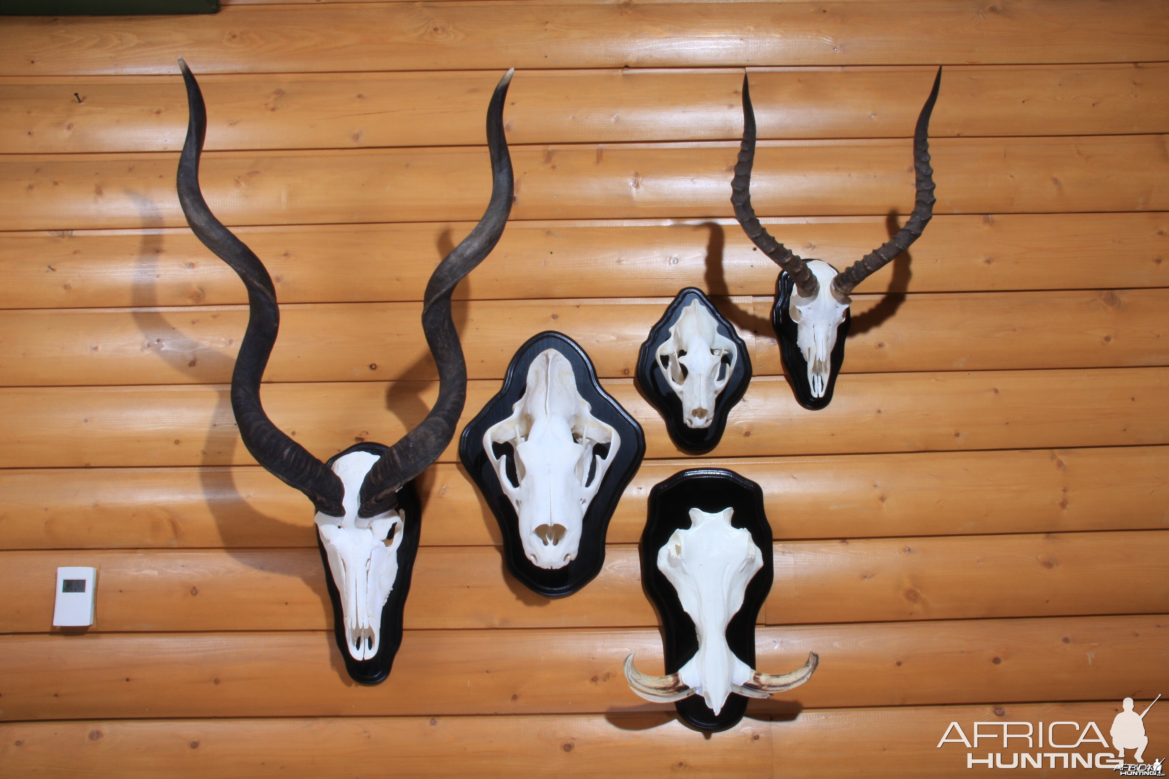 Skulls on black laquered plaques