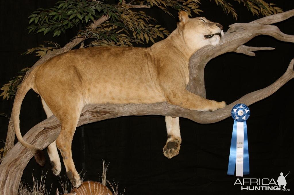 Sleeping Lioness Full Mount Taxidermy Scene