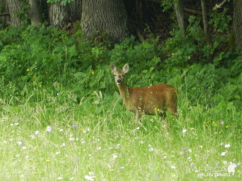 Slovenia Wildlife