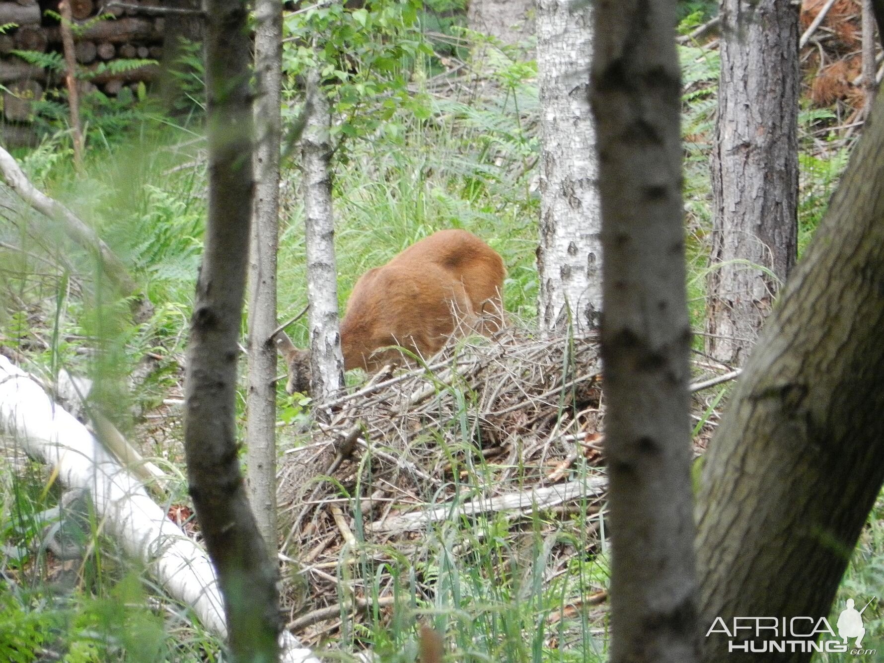 Slovenia Wildlife