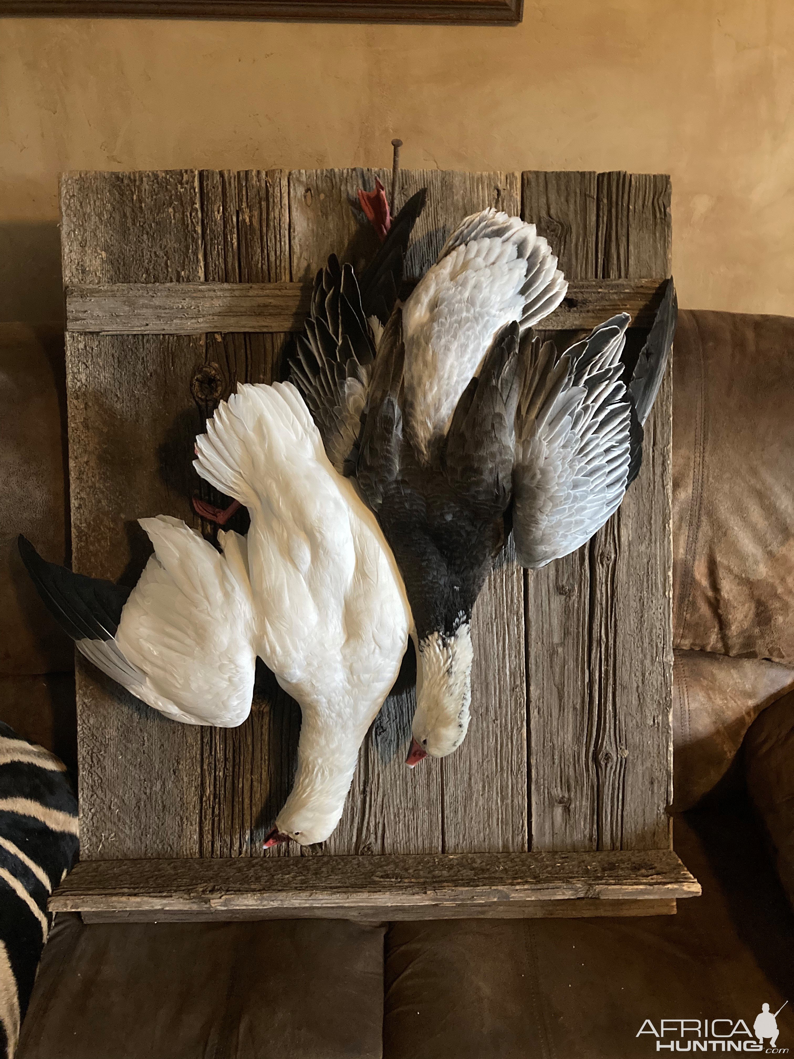 Snow Geese Full Mount Taxidermy