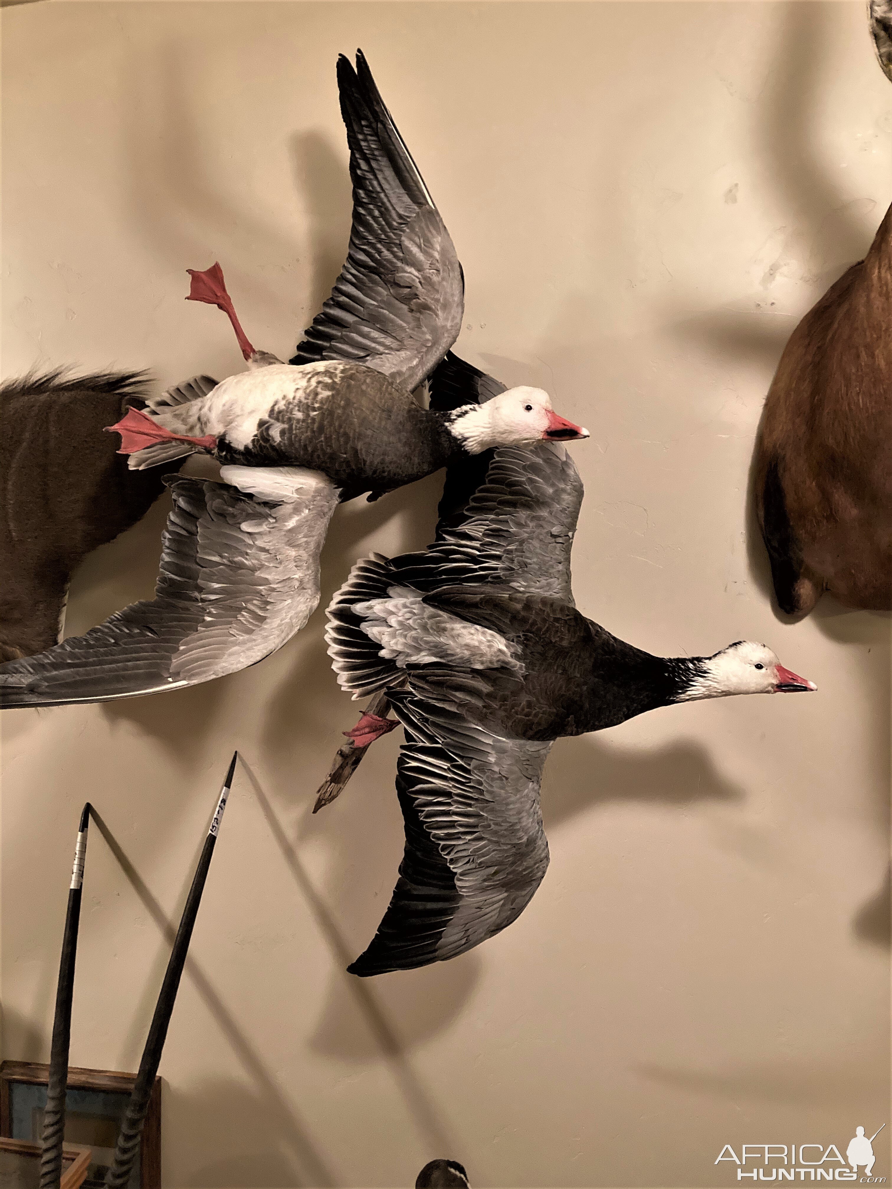 Snow Geese Taxidermy
