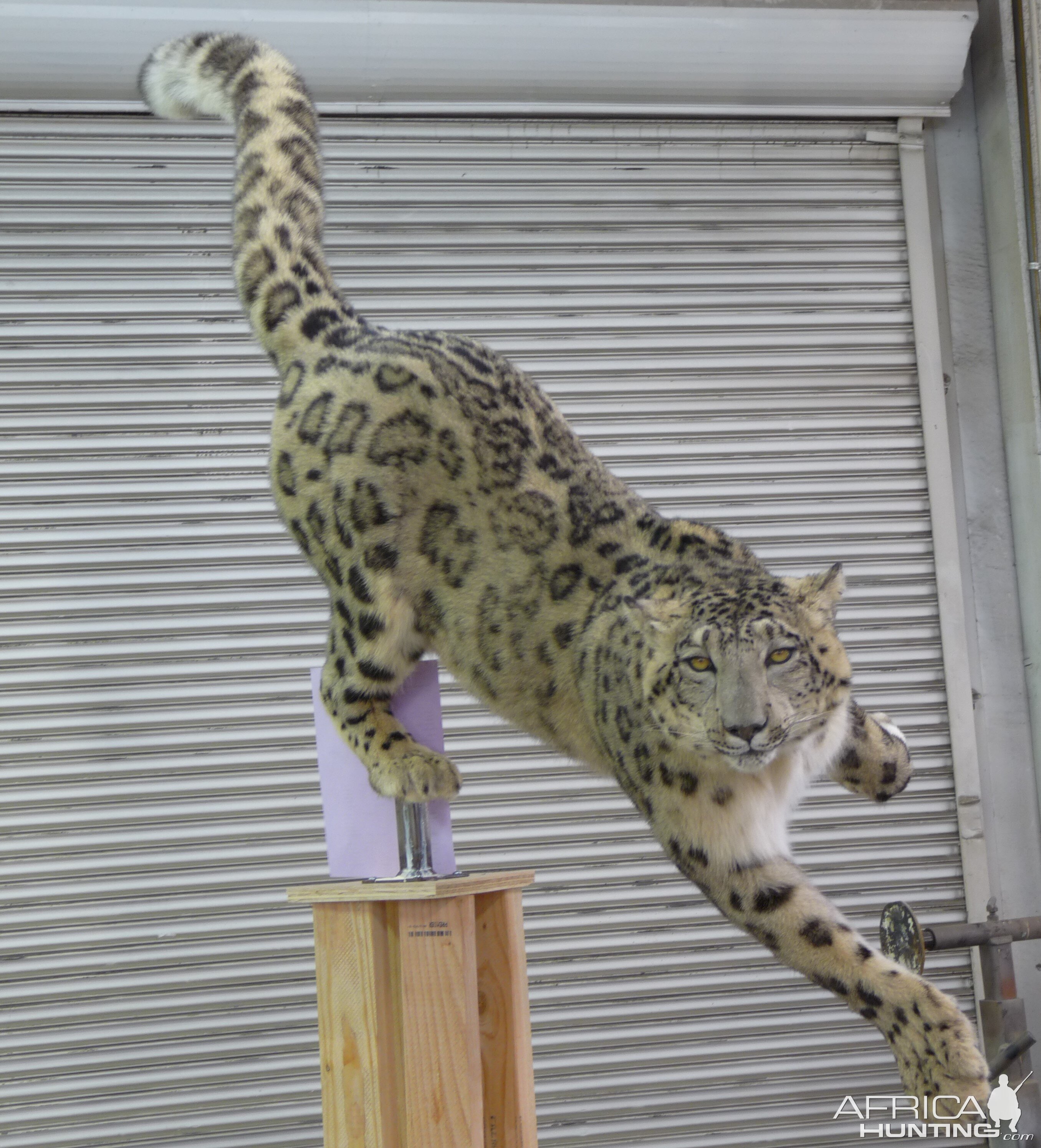 Snow Leopard