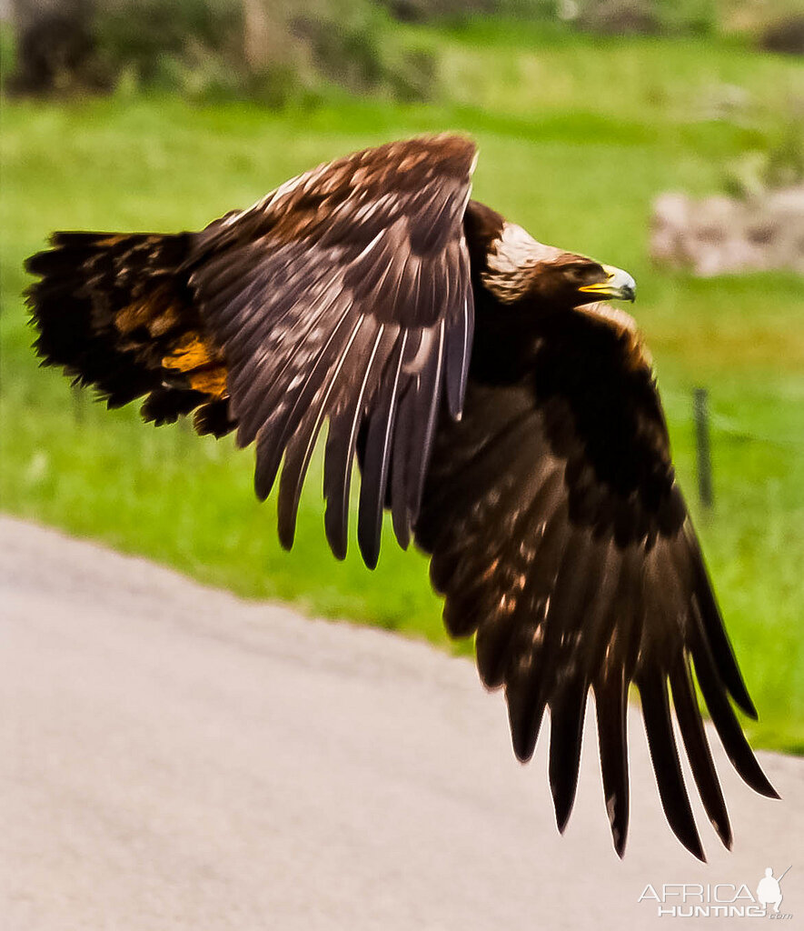 Soaring the downdrafts was taken in Salmon Idaho in 2010