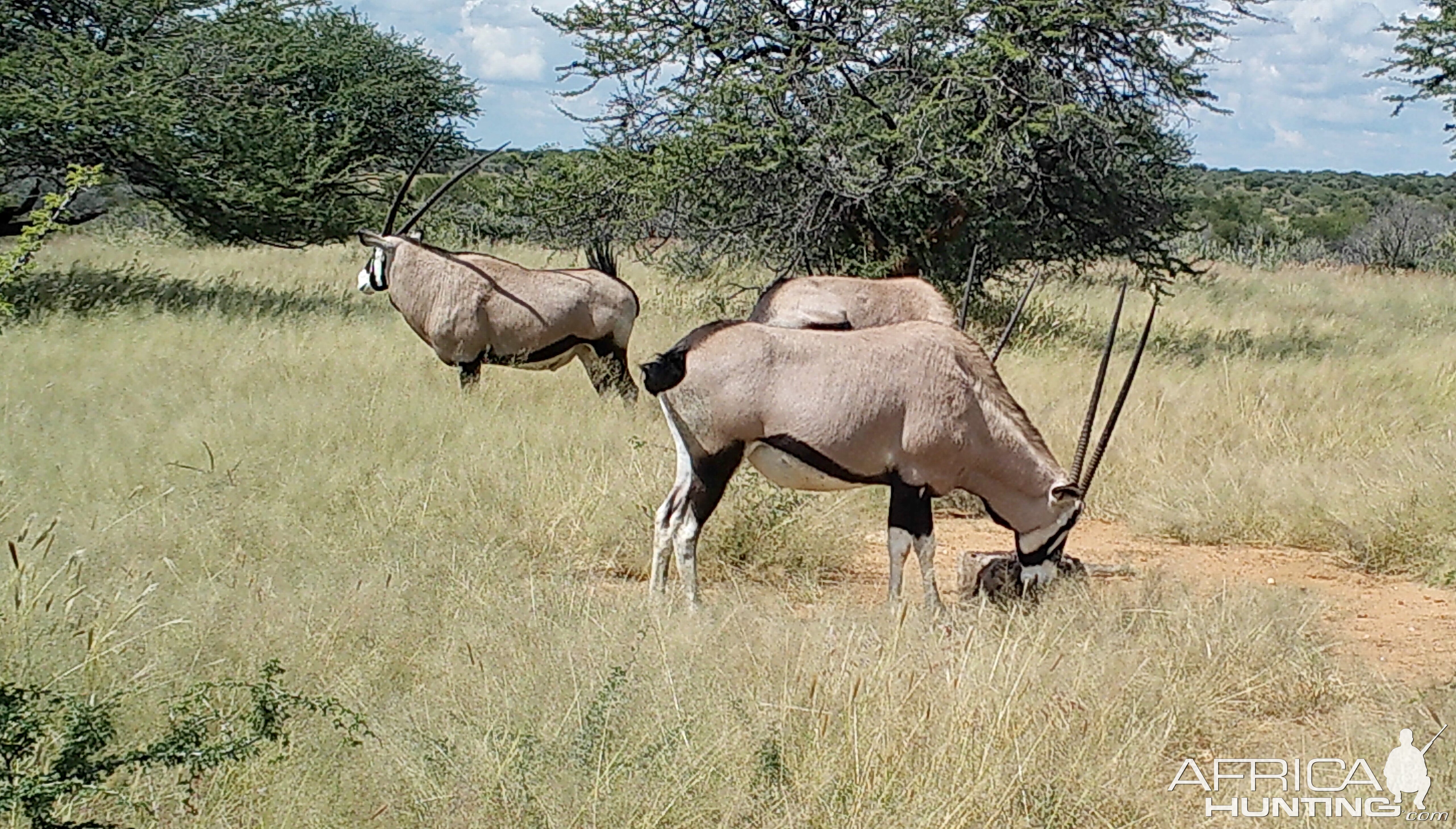 Some heavy oryx starting to show