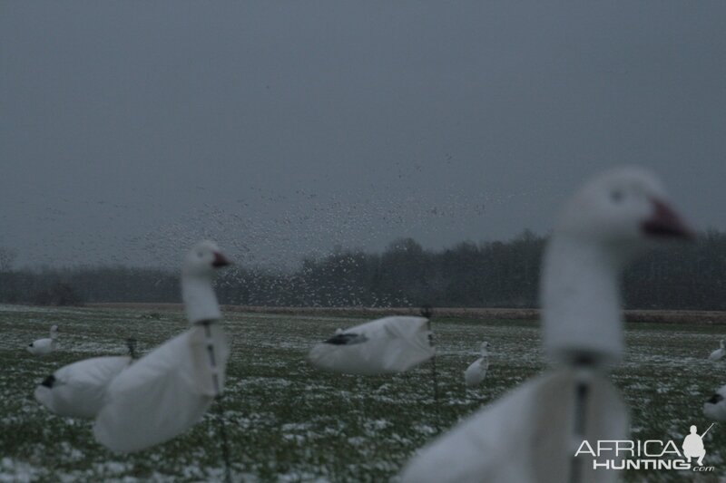 Some snow geese