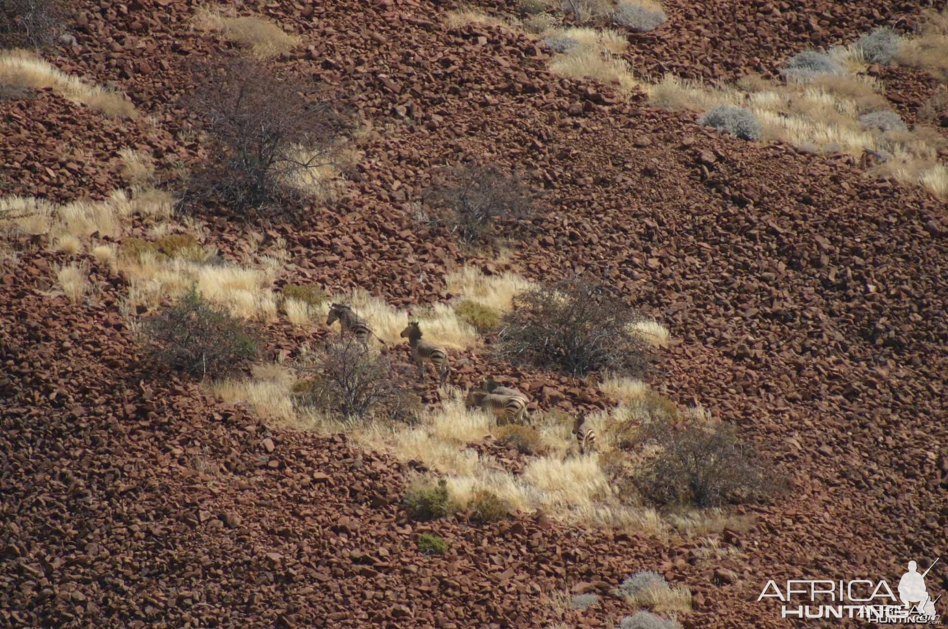 Sorris Sorris Mountain Zebras