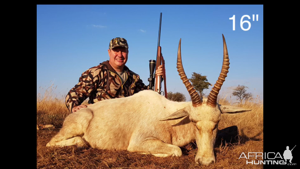 South Africa 16" Inch White Blesbok Hunt