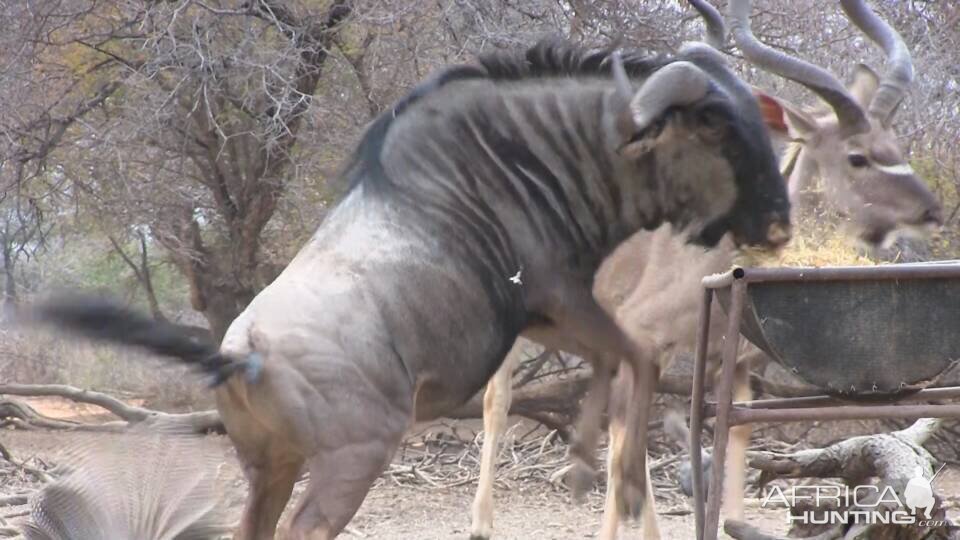 South Africa Blue Wildebeest Bow Hunting