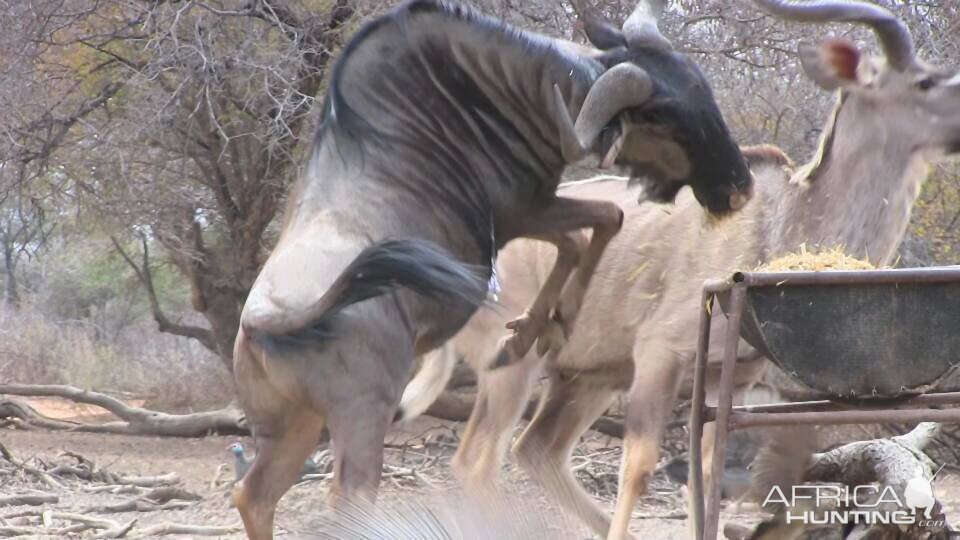 South Africa Blue Wildebeest Bow Hunting