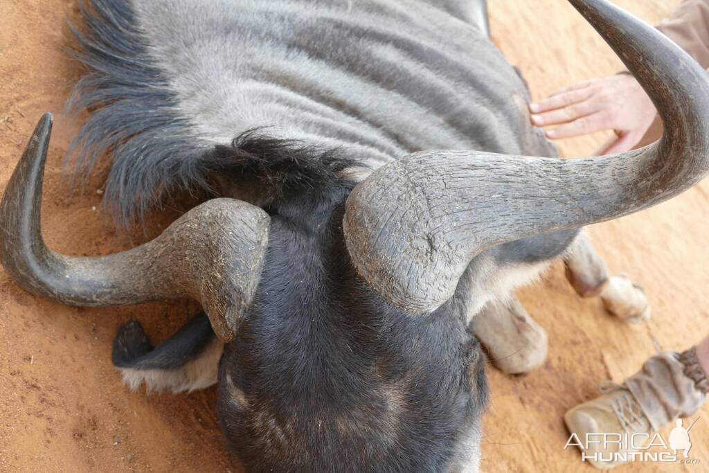 South Africa Blue Wildebeest Bow Hunting