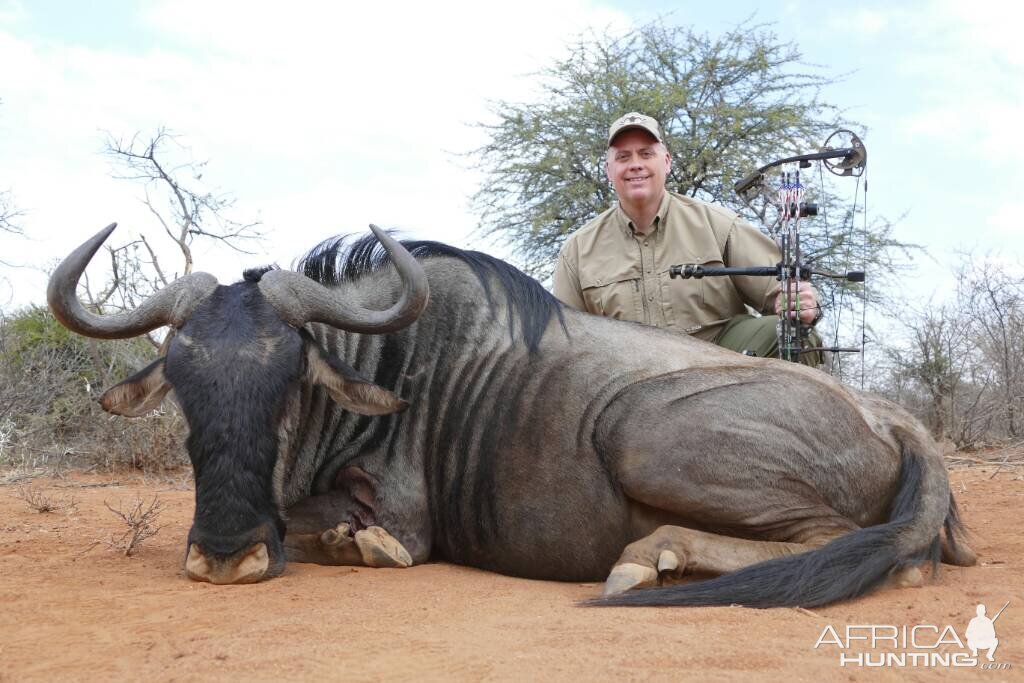 South Africa Blue Wildebeest Bow Hunting