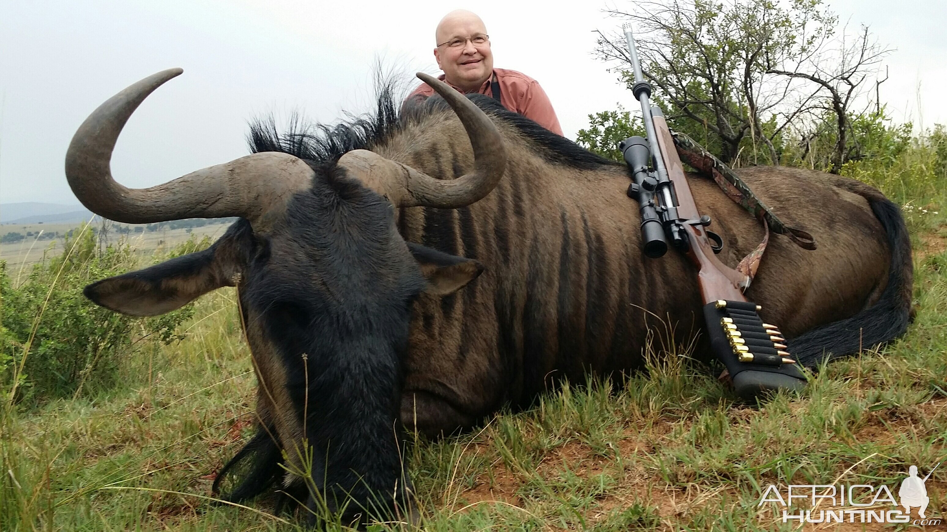 South Africa Blue Wildebeest Hunting