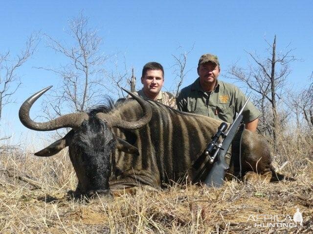 South Africa Blue Wildebeest Hunting