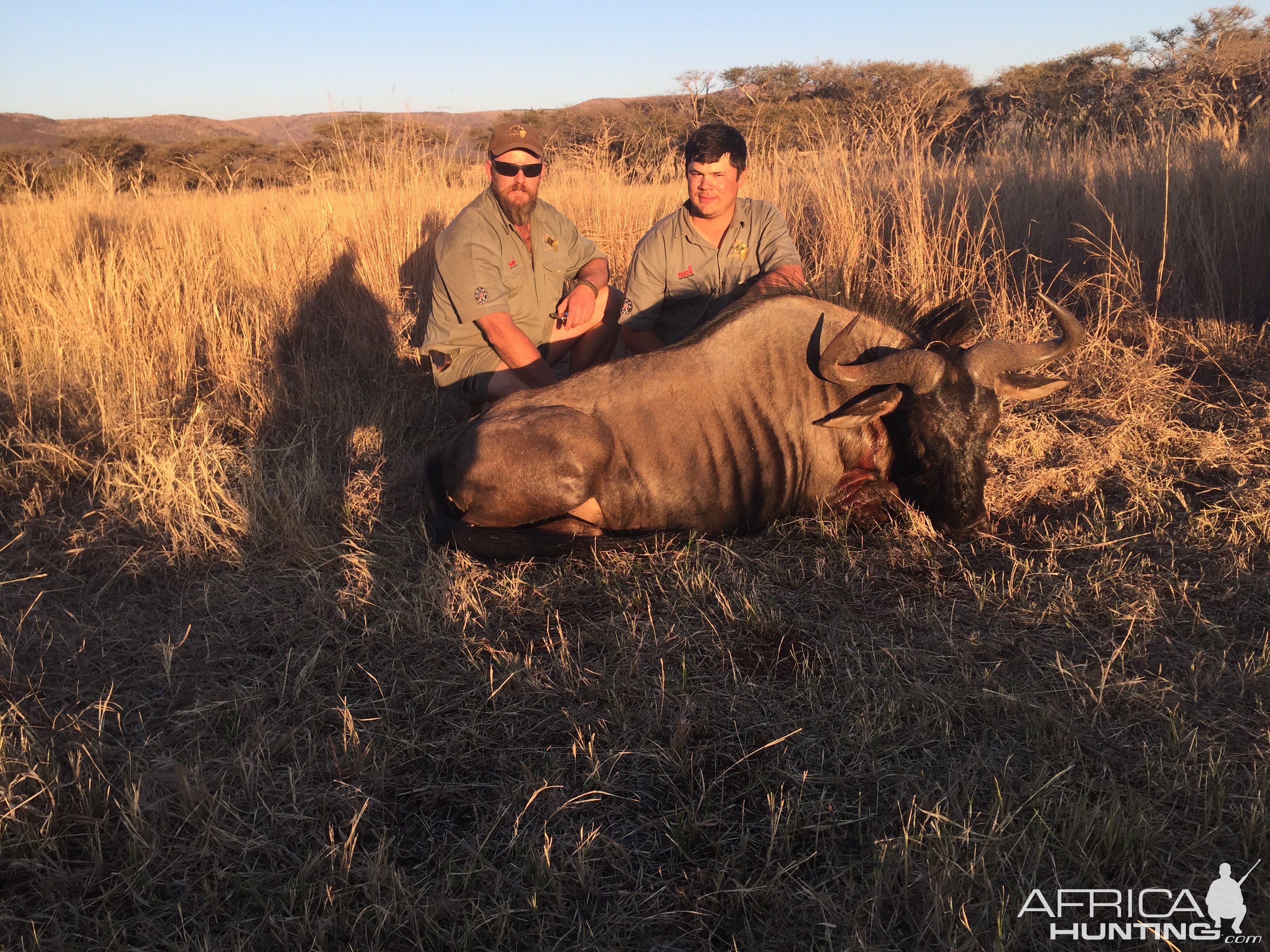 South Africa Blue Wildebeest Hunting