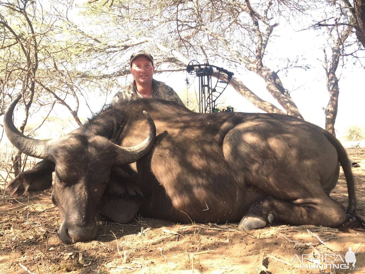 South Africa  Bow Hunt Buffalo Cow