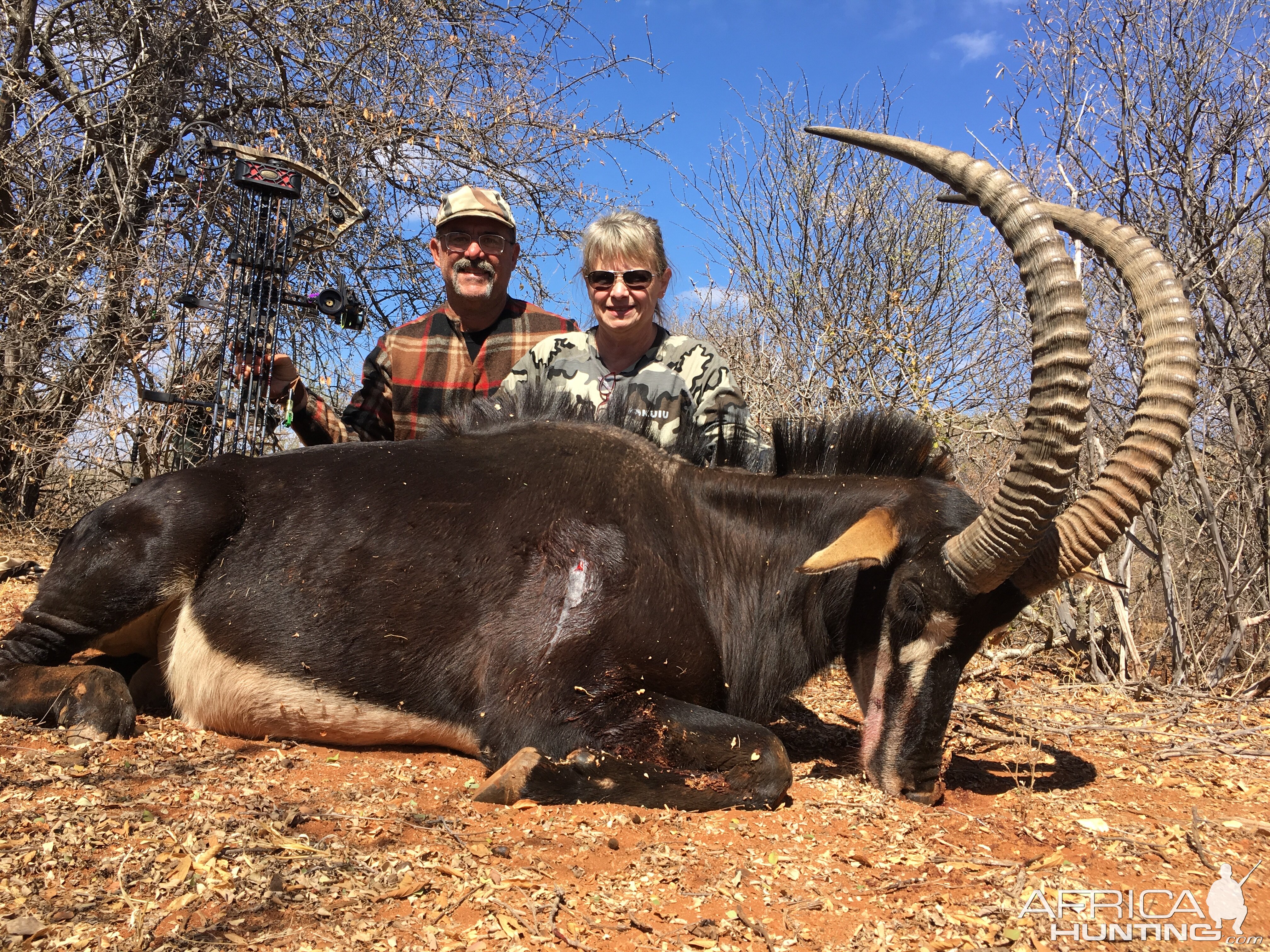 South Africa Bow Hunt Sable Antelope
