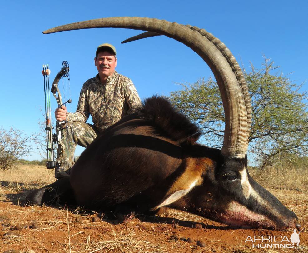South Africa Bow Hunt Sable Antelope