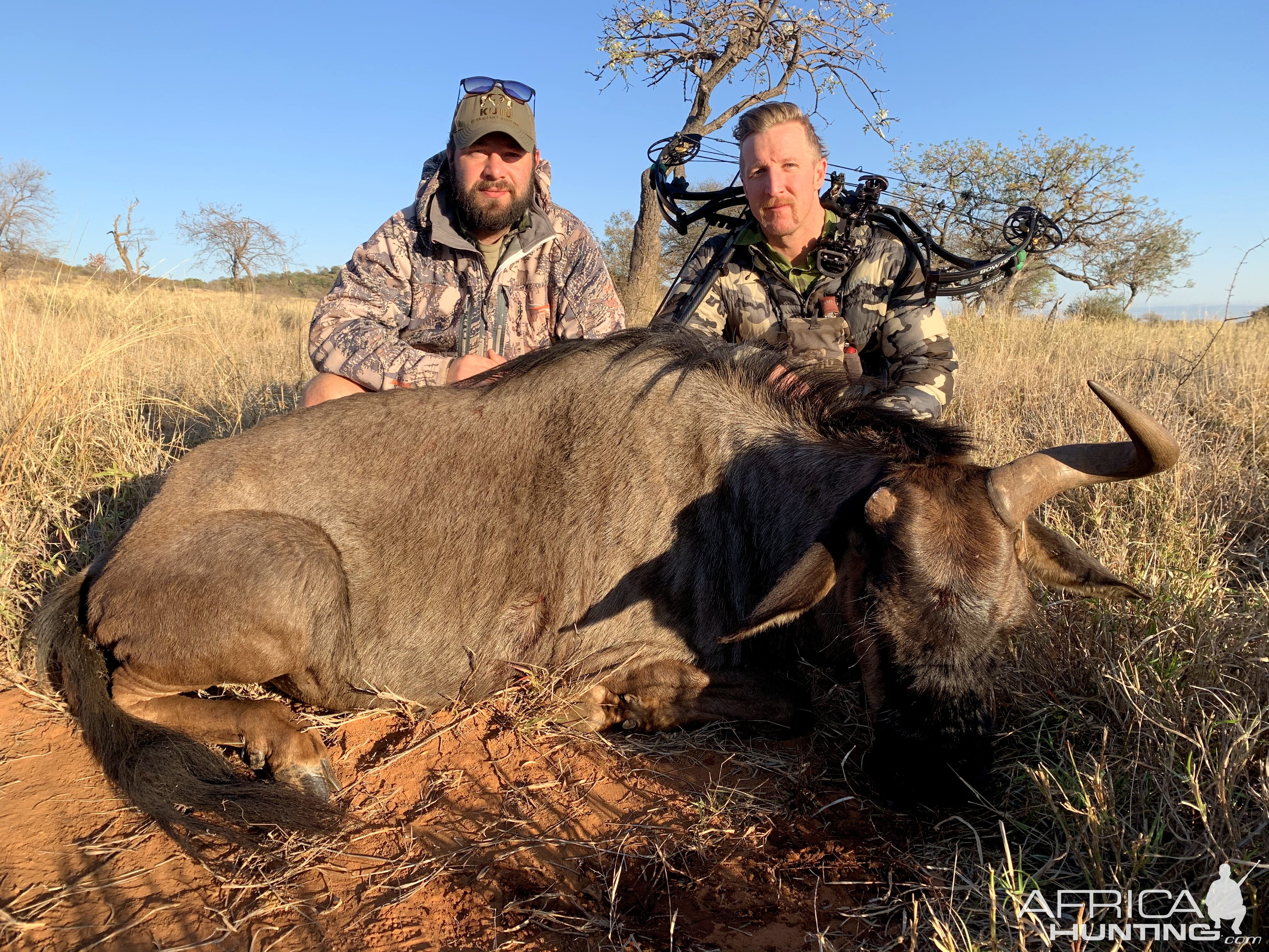 South Africa Bow Hunting Blue Wildebeest