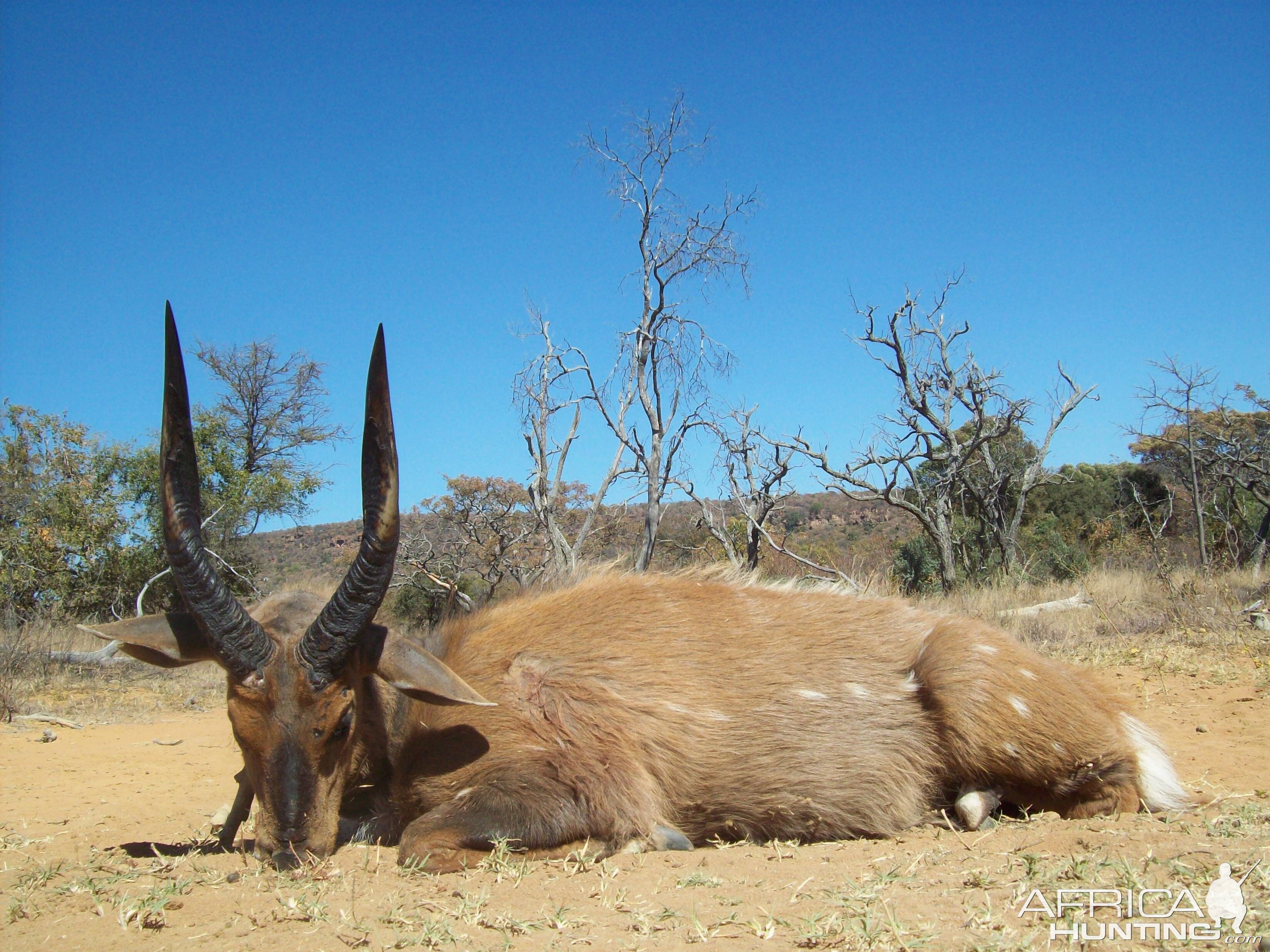 South Africa Bow Hunting Bushbuck