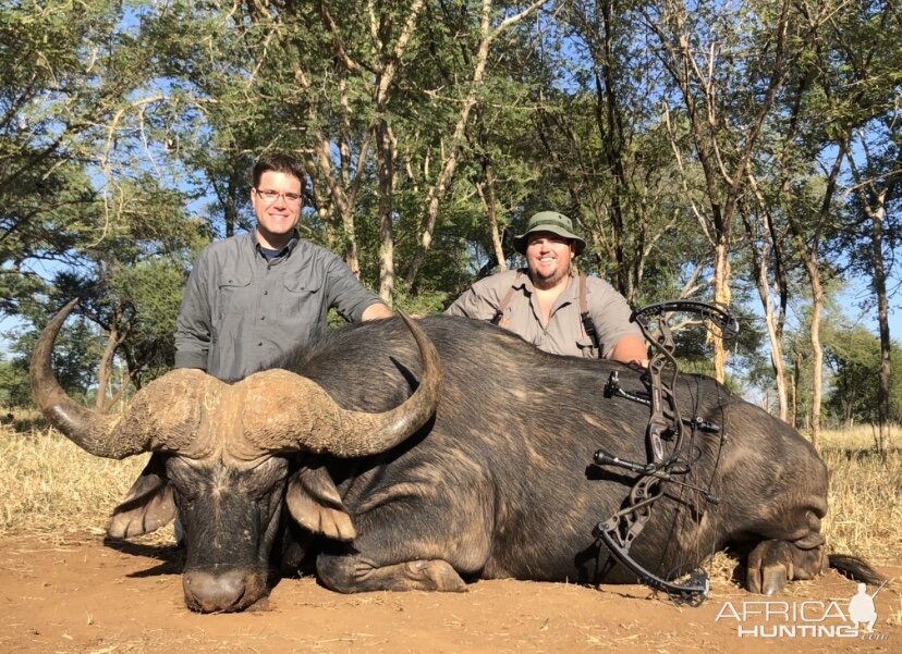 South Africa Bow Hunting Cape Buffalo